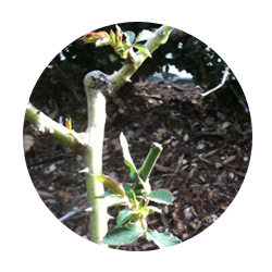 sherjc-com_rose_bushes_cir