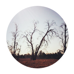 sherjc.com_dry_trees_cir